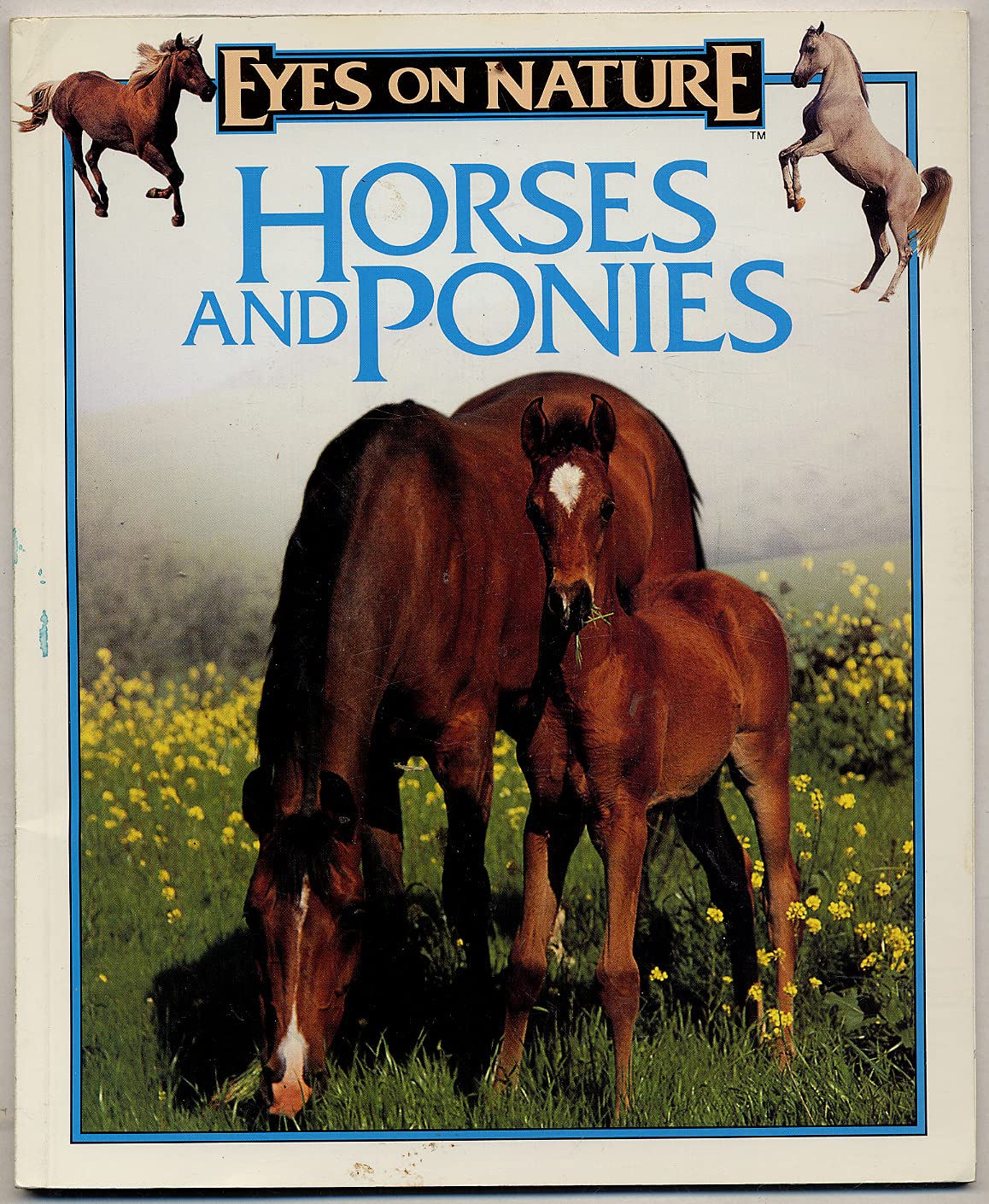 Horses and Ponies